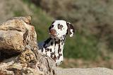 DALMATIEN 145